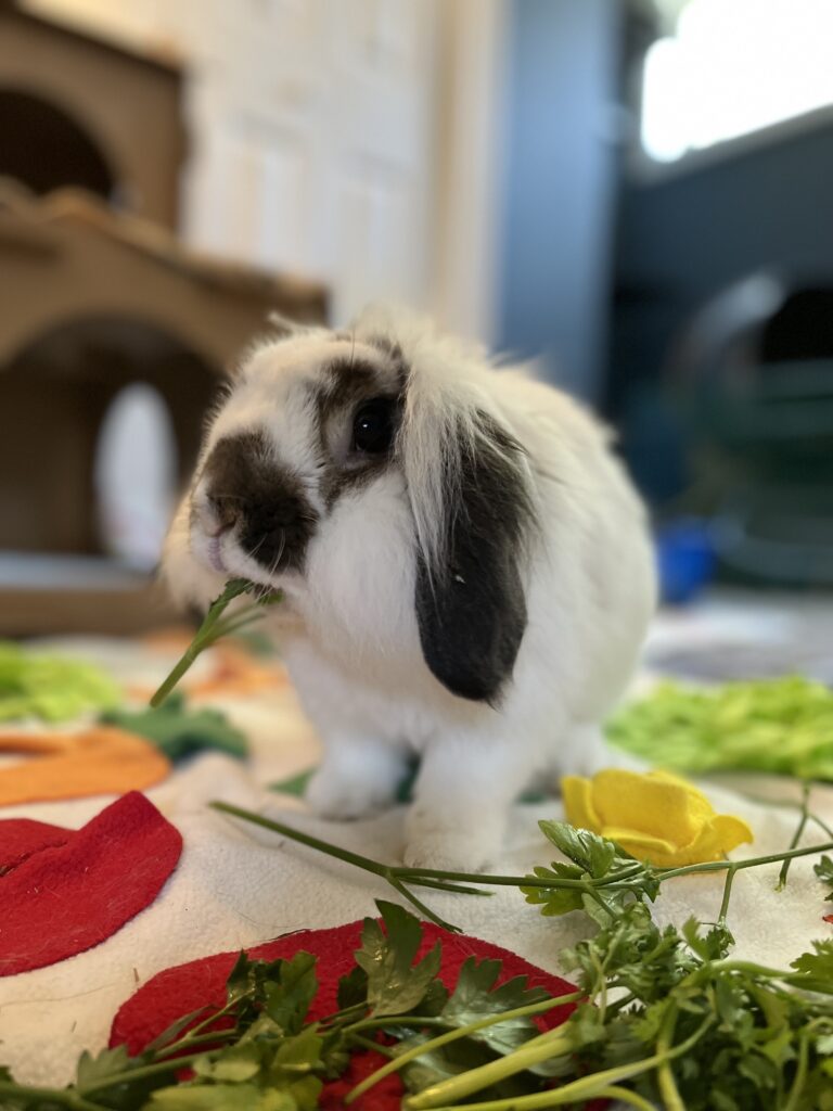 Greg the rabbit chewing on parsley.