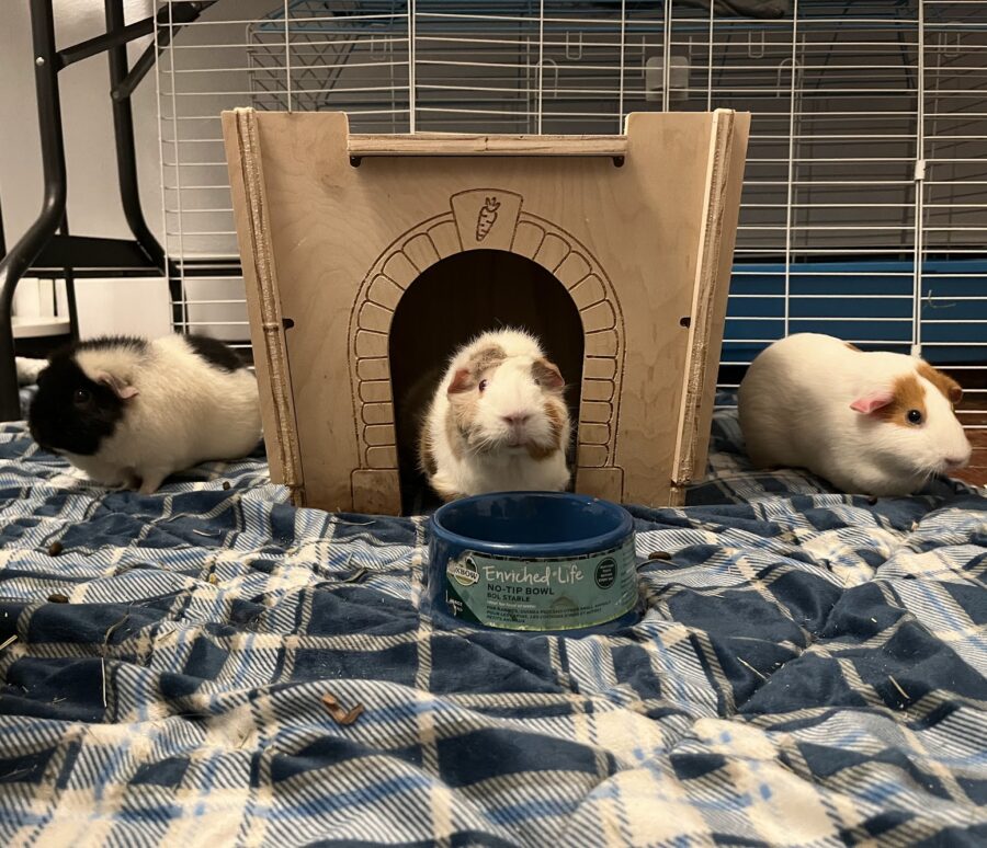 The Guinea Pigs